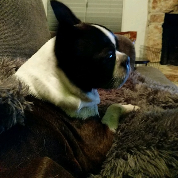 heathbeast